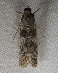 Promylea lunigerella