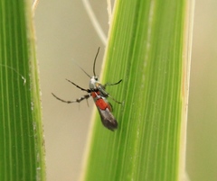 Aetole unipunctella