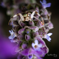 Misumenoides formosipes