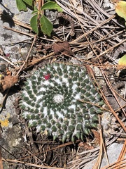 Mammillaria chionocephala
