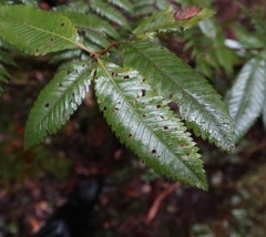 Caldcluvia paniculata
