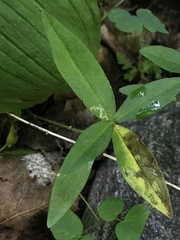 Liriomyza phloxiphaga