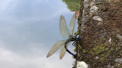 Polycanthagyna melanictera