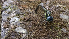 Polycanthagyna melanictera