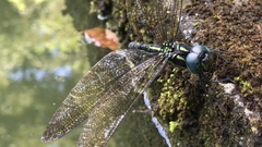 Polycanthagyna melanictera