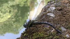 Polycanthagyna melanictera