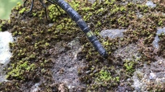 Polycanthagyna melanictera