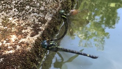 Polycanthagyna melanictera