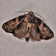 Chytonix