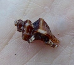 Ocenebrinae