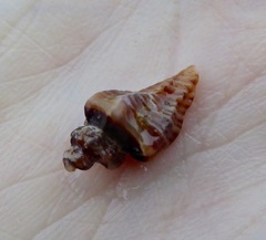 Ocenebrinae