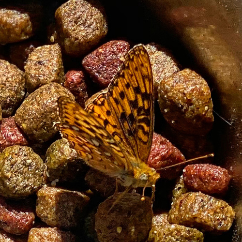 Great Basin Fritillary photo 5