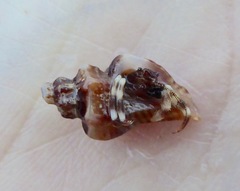 Ocenebrinae