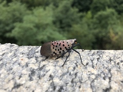 Lycorma delicatula
