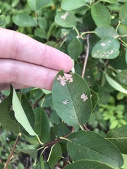 Olethreutes appendiceum