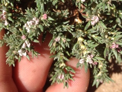 Eriogonum fastigiatum