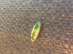 Buprestis viridisuturalis
