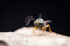 Eucharitinae
