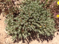 Eriogonum fastigiatum