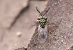 Eucharitinae