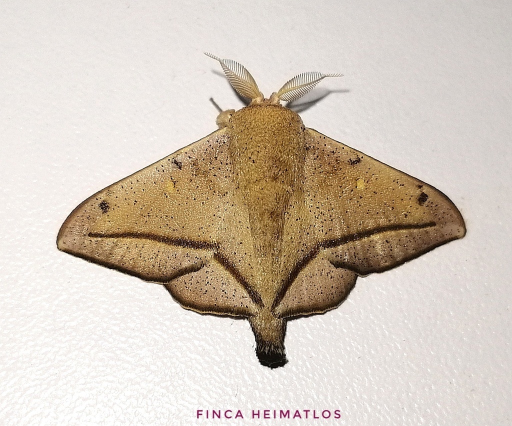 Druentica coralie