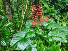 Clerodendrum paniculatum