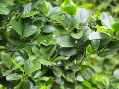 Gomphandra luzoniensis