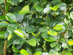 Gomphandra luzoniensis