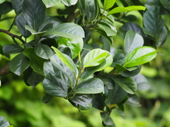 Gomphandra luzoniensis