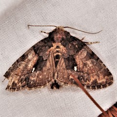 Chytonix