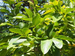 Cryptocarya elliptifolia