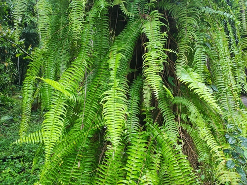 Nephrolepis falciformis