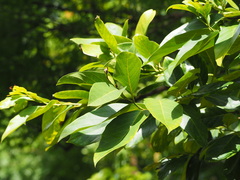 Cryptocarya elliptifolia