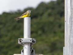 Tyrannus melancholicus