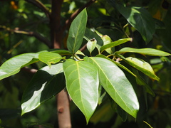 Cryptocarya elliptifolia