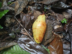 Barringtonia macrostachya