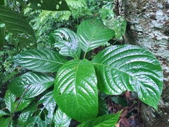 Phlogacanthus curviflorus