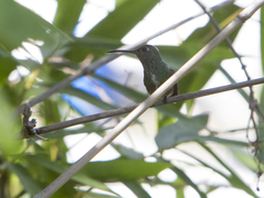 Chionomesa fimbriata