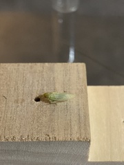 Gyponana angulata