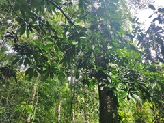 Barringtonia macrostachya