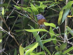Pheugopedius rutilus