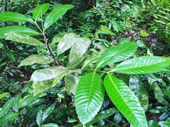 Barringtonia macrostachya