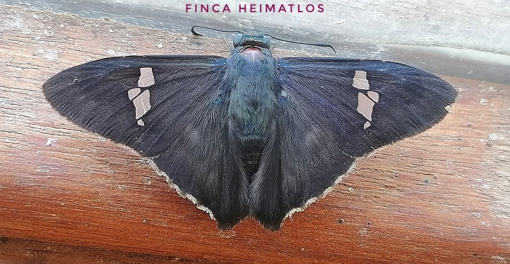 Chrysoplectrum perniciosus