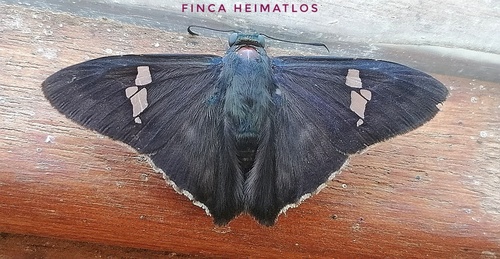 Chrysoplectrum perniciosus