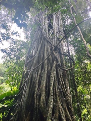 Ficus virens sublanceolata