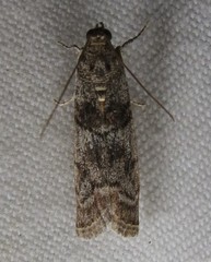 Promylea lunigerella