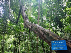 Combretum latifolium
