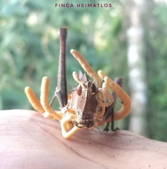 Beauveria locustiphila