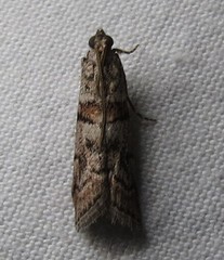 Promylea lunigerella