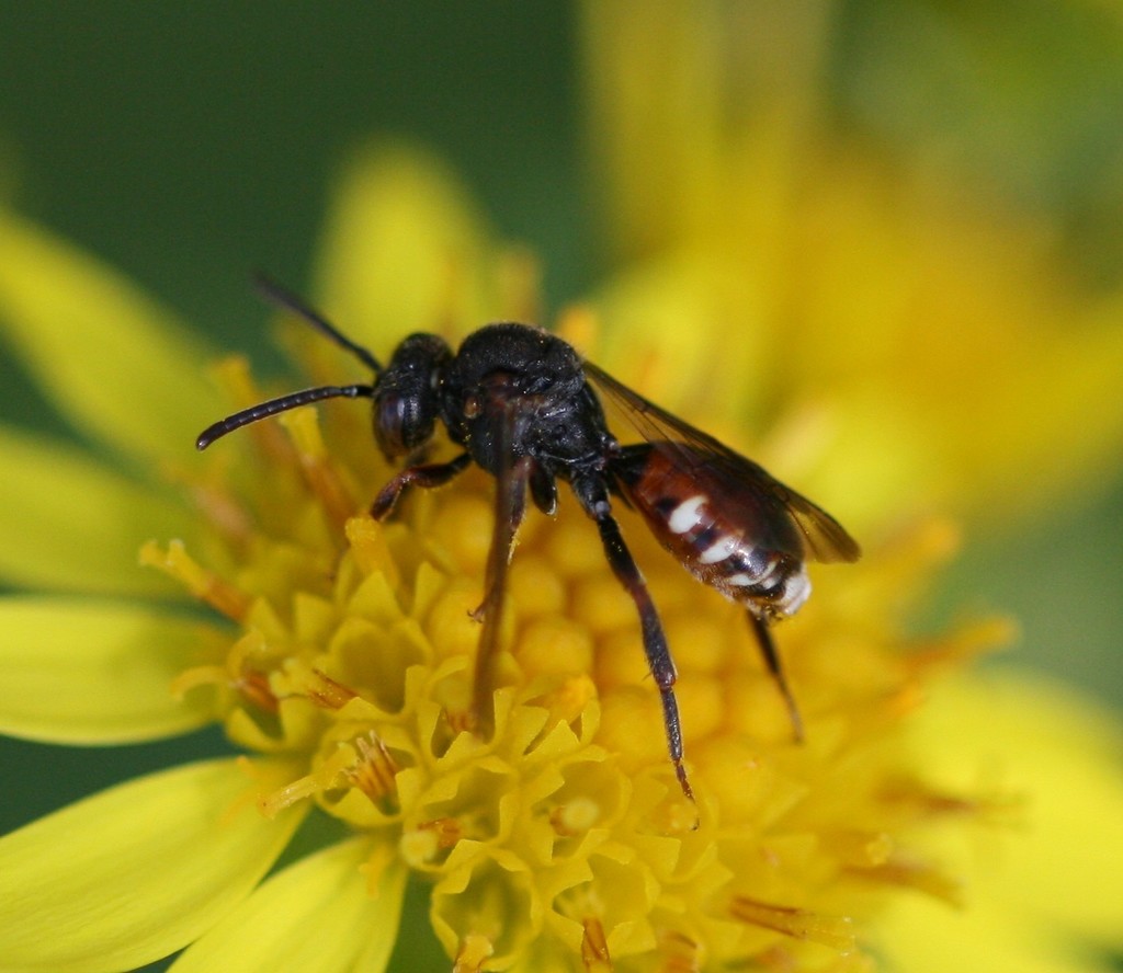 Flat-ridged Nomad Bee